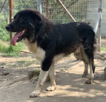 Nugget, geb. ca. 04/2022, lebt in GRIECHENLAND, auf einer privaten Pflegestelle