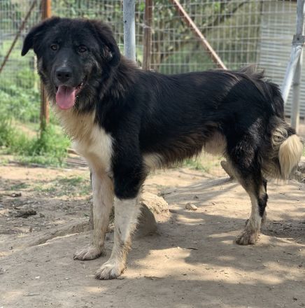 Nugget, geb. ca. 04/2022, lebt in GRIECHENLAND, auf einer privaten Pflegestelle