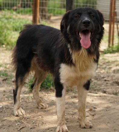 Nugget, geb. ca. 04/2022, lebt in GRIECHENLAND, auf einer privaten Pflegestelle