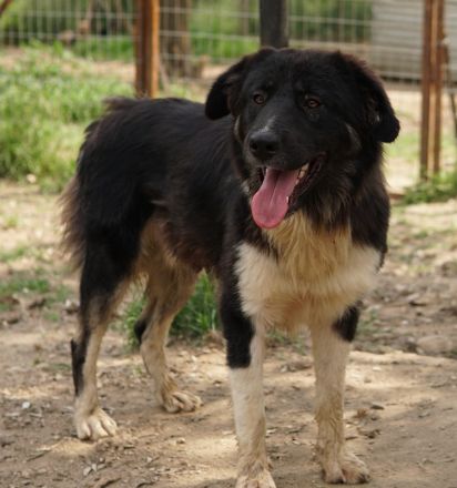 Nugget, geb. ca. 04/2022, lebt in GRIECHENLAND, auf einer privaten Pflegestelle