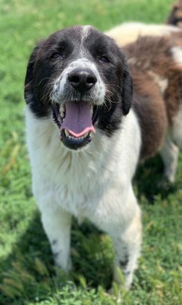 Nitro, geb. ca. 01/2019, lebt in GRIECHENLAND, im städt. Tierheim Serres