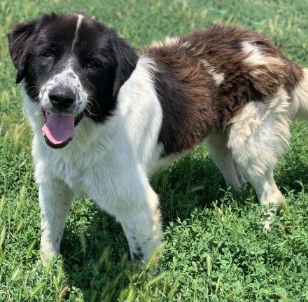 Nitro, geb. ca. 01/2019, lebt in GRIECHENLAND, im städt. Tierheim Serres