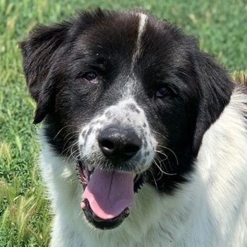 Nitro, geb. ca. 01/2019, lebt in GRIECHENLAND, im städt. Tierheim Serres