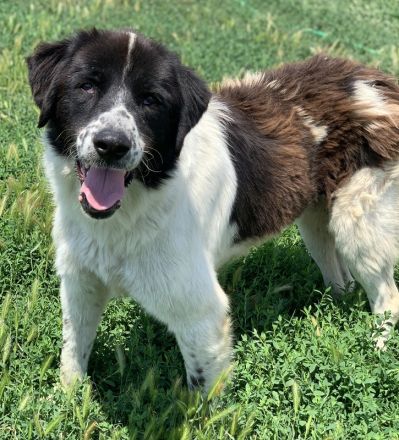 Nitro, geb. ca. 01/2019, lebt in GRIECHENLAND, im städt. Tierheim Serres