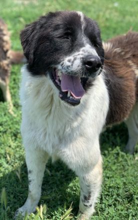 Nitro, geb. ca. 01/2019, lebt in GRIECHENLAND, im städt. Tierheim Serres