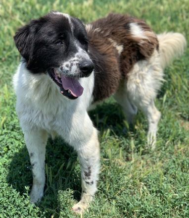 Nitro, geb. ca. 01/2019, lebt in GRIECHENLAND, im städt. Tierheim Serres