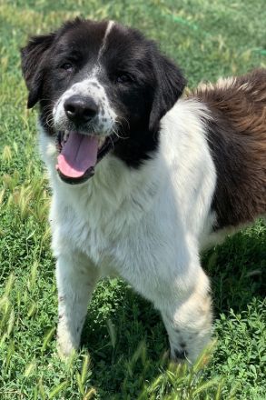 Nitro, geb. ca. 01/2019, lebt in GRIECHENLAND, im städt. Tierheim Serres