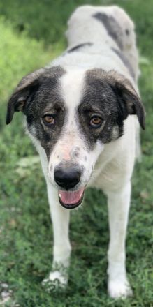 Logino, geb. ca. 03/2020, lebt in GRIECHENLAND, im städt. Tierheim Serres