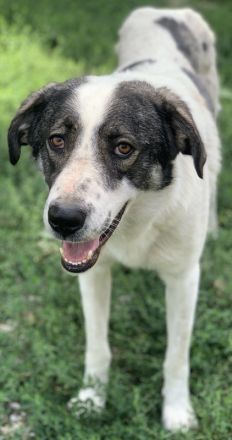 Logino, geb. ca. 03/2020, lebt in GRIECHENLAND, im städt. Tierheim Serres