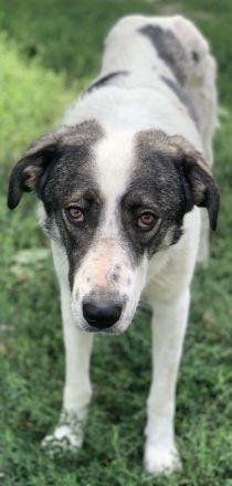 Logino, geb. ca. 03/2020, lebt in GRIECHENLAND, im städt. Tierheim Serres