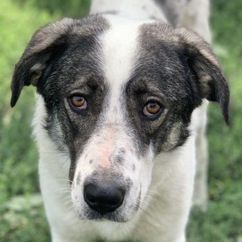 Logino, geb. ca. 03/2020, lebt in GRIECHENLAND, im städt. Tierheim Serres