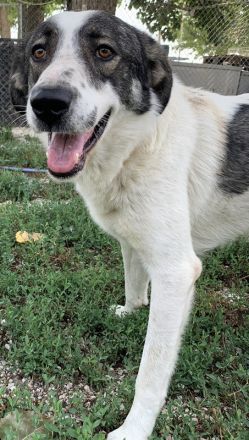 Logino, geb. ca. 03/2020, lebt in GRIECHENLAND, im städt. Tierheim Serres