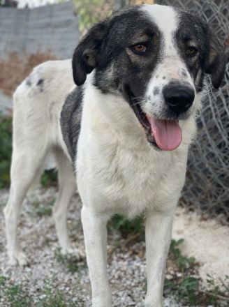 Logino, geb. ca. 03/2020, lebt in GRIECHENLAND, im städt. Tierheim Serres