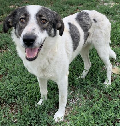 Logino, geb. ca. 03/2020, lebt in GRIECHENLAND, im städt. Tierheim Serres