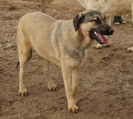 Liam, geb. ca. 09/2022, lebt in GRIECHENLAND, im städt. Tierheim Serres
