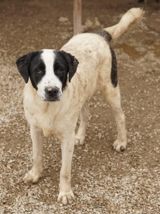 Emil, geb. ca. 09/2022, lebt in GRIECHENLAND, auf einer privaten Pflegestelle