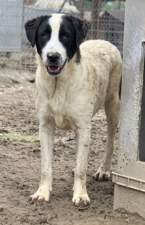 Emil, geb. ca. 09/2022, lebt in GRIECHENLAND, auf einer privaten Pflegestelle