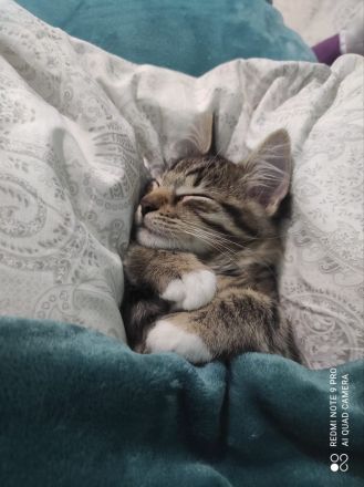 Süßer norwegischer Waldkater Kitten