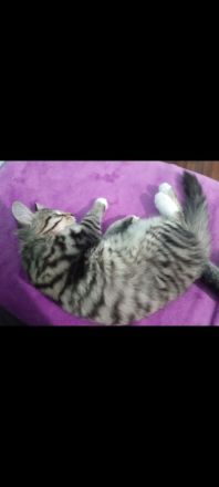 Süßer norwegischer Waldkater Kitten