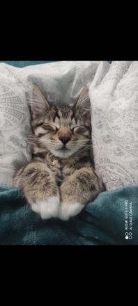 Süßer norwegischer Waldkater Kitten