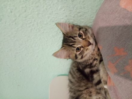 Süßer norwegischer Waldkater Kitten