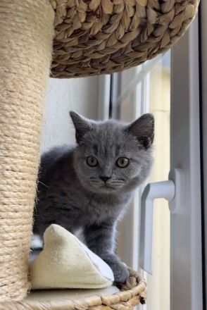 BKH Kitten  mit Stammbaum