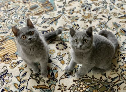 BKH Kitten  mit Stammbaum