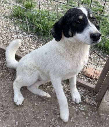 Windy geb. ca. 11/2022, lebt in GRIECHENLAND, im städt. Tierheim Serres