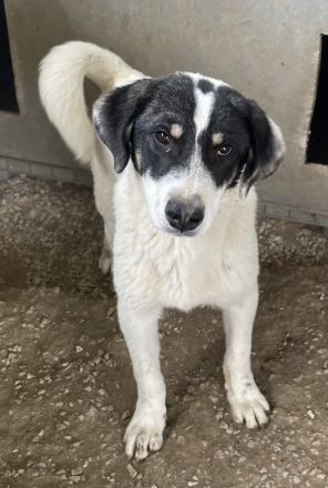 Windy geb. ca. 11/2022, lebt in GRIECHENLAND, im städt. Tierheim Serres