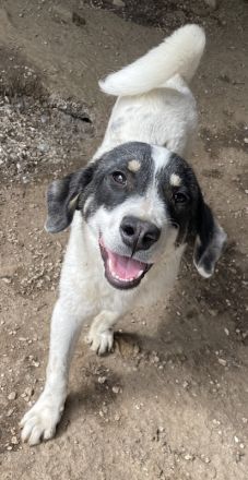 Windy geb. ca. 11/2022, lebt in GRIECHENLAND, im städt. Tierheim Serres