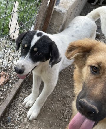 Windy geb. ca. 11/2022, lebt in GRIECHENLAND, im städt. Tierheim Serres