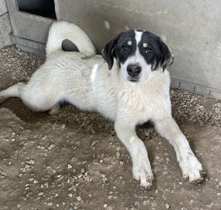 Windy geb. ca. 11/2022, lebt in GRIECHENLAND, im städt. Tierheim Serres