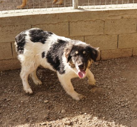 Rainy, geb. ca. 11/2022, lebt in GRIECHENLAND, im städt. Tierheim Serres