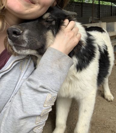 Rainy, geb. ca. 11/2022, lebt in GRIECHENLAND, im städt. Tierheim Serres