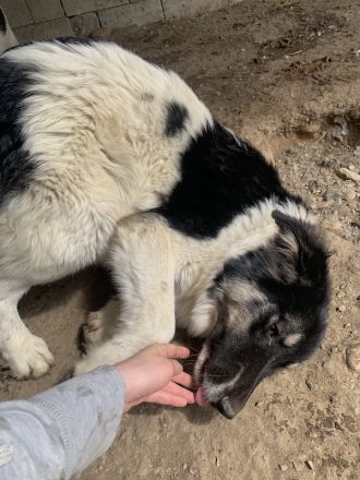 Rainy, geb. ca. 11/2022, lebt in GRIECHENLAND, im städt. Tierheim Serres