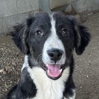 Quentin, geb. ca. 11/2022, lebt in GRIECHENLAND, im städt. Tierheim Serres