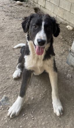 Quentin, geb. ca. 11/2022, lebt in GRIECHENLAND, im städt. Tierheim Serres