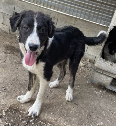 Quentin, geb. ca. 11/2022, lebt in GRIECHENLAND, im städt. Tierheim Serres