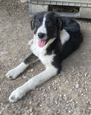 Quentin, geb. ca. 11/2022, lebt in GRIECHENLAND, im städt. Tierheim Serres