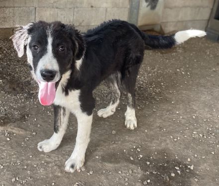 Quentin, geb. ca. 11/2022, lebt in GRIECHENLAND, im städt. Tierheim Serres