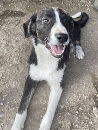 Quentin, geb. ca. 11/2022, lebt in GRIECHENLAND, im städt. Tierheim Serres