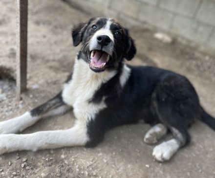 Quentin, geb. ca. 11/2022, lebt in GRIECHENLAND, im städt. Tierheim Serres