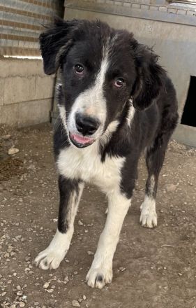 Quentin, geb. ca. 11/2022, lebt in GRIECHENLAND, im städt. Tierheim Serres