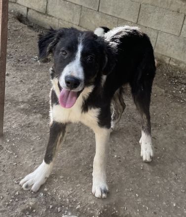 Quentin, geb. ca. 11/2022, lebt in GRIECHENLAND, im städt. Tierheim Serres