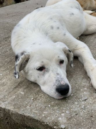 Pünktchen, geb. ca. 10/2022, lebt in GRIECHENLAND, im städt. Tierheim Serres