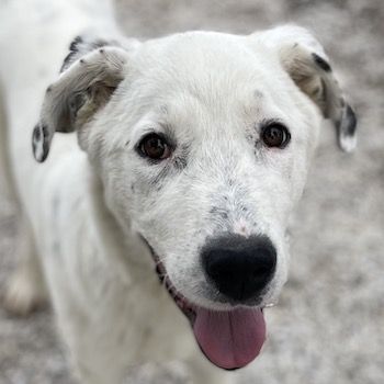 Pünktchen, geb. ca. 10/2022, lebt in GRIECHENLAND, im städt. Tierheim Serres