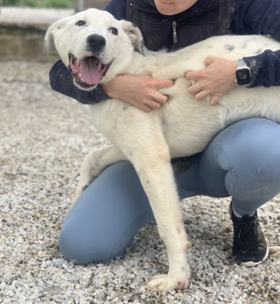 Pünktchen, geb. ca. 10/2022, lebt in GRIECHENLAND, im städt. Tierheim Serres