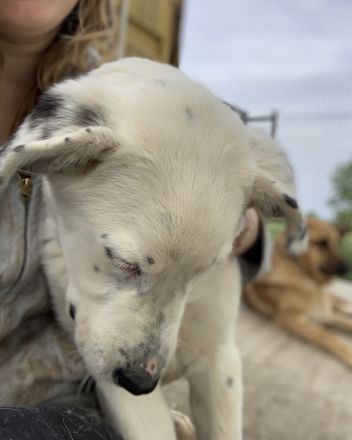 Pünktchen, geb. ca. 10/2022, lebt in GRIECHENLAND, im städt. Tierheim Serres