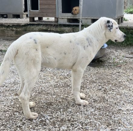 Pünktchen, geb. ca. 10/2022, lebt in GRIECHENLAND, im städt. Tierheim Serres