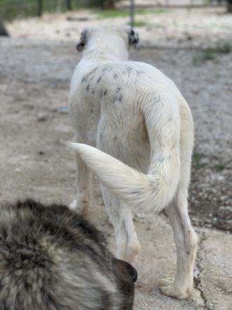 Pünktchen, geb. ca. 10/2022, lebt in GRIECHENLAND, im städt. Tierheim Serres